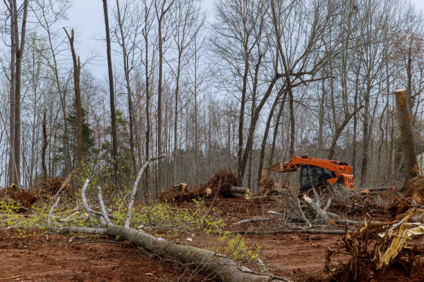 Mulching Services in Bolivar, WV